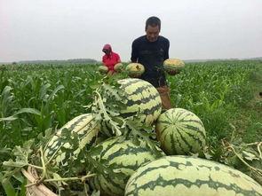 东北农家吃瓜群众,夏日里的欢乐时光