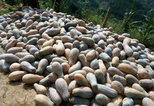 云南边境的吃瓜群众,吃瓜群众的边境生活剪影