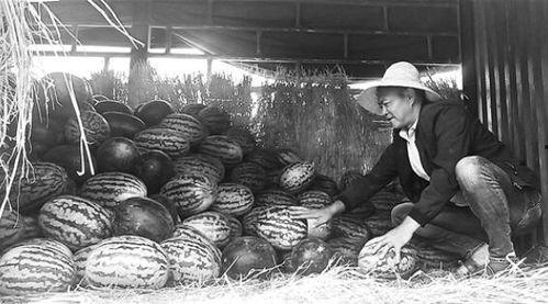 城固吃瓜群众事件始末是什么,一场网络舆论的风波与反思