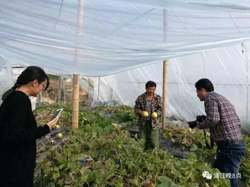 镇平县吃瓜群众活动中心,打造社区文化新地标