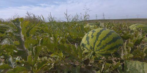 建宁市的吃瓜群众是谁,揭秘本地热点事件背后的神秘力量
