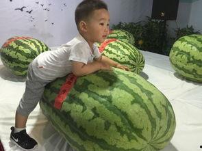 万源吃瓜群众事件,网络舆论下的社会现象解析