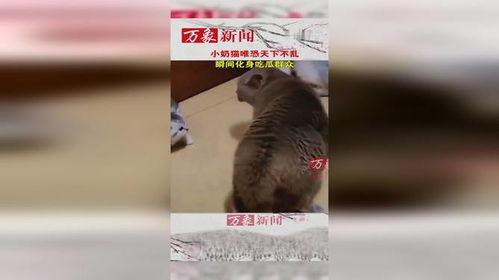 猫喜欢吃瓜群众,揭秘猫的“瓜果情结”