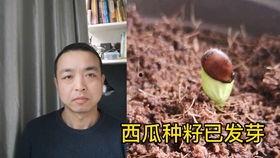 电梯情侣吵架吃瓜群众,吃瓜群众现场直播