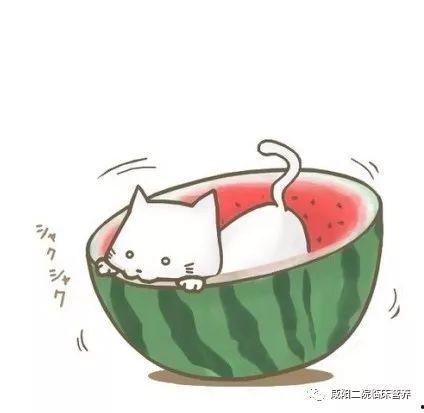 动漫头像吃瓜群众,揭秘二次元世界的趣味众生相