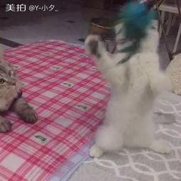 吃瓜群众大爷图片高清,揭秘吃瓜群众大爷的瓜界风采