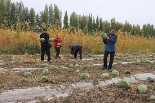 吃瓜群众岱岱下载,揭秘吃瓜群众岱岱的下载之旅